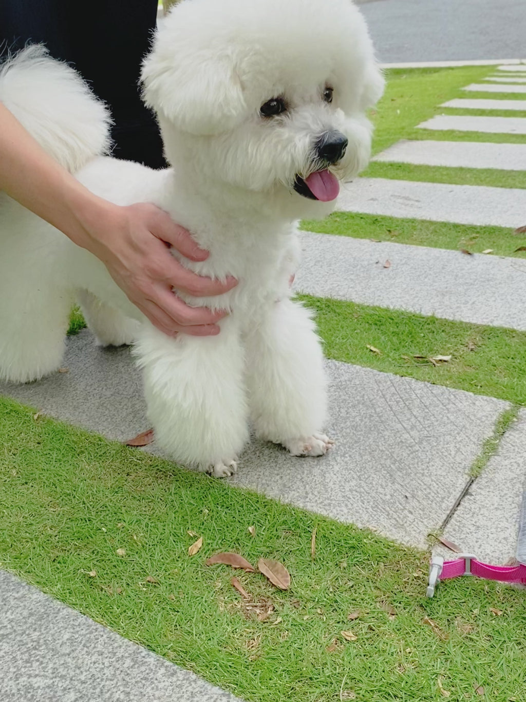 Lightweight No-Pull Dog Harness
